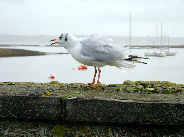 black-headed gull